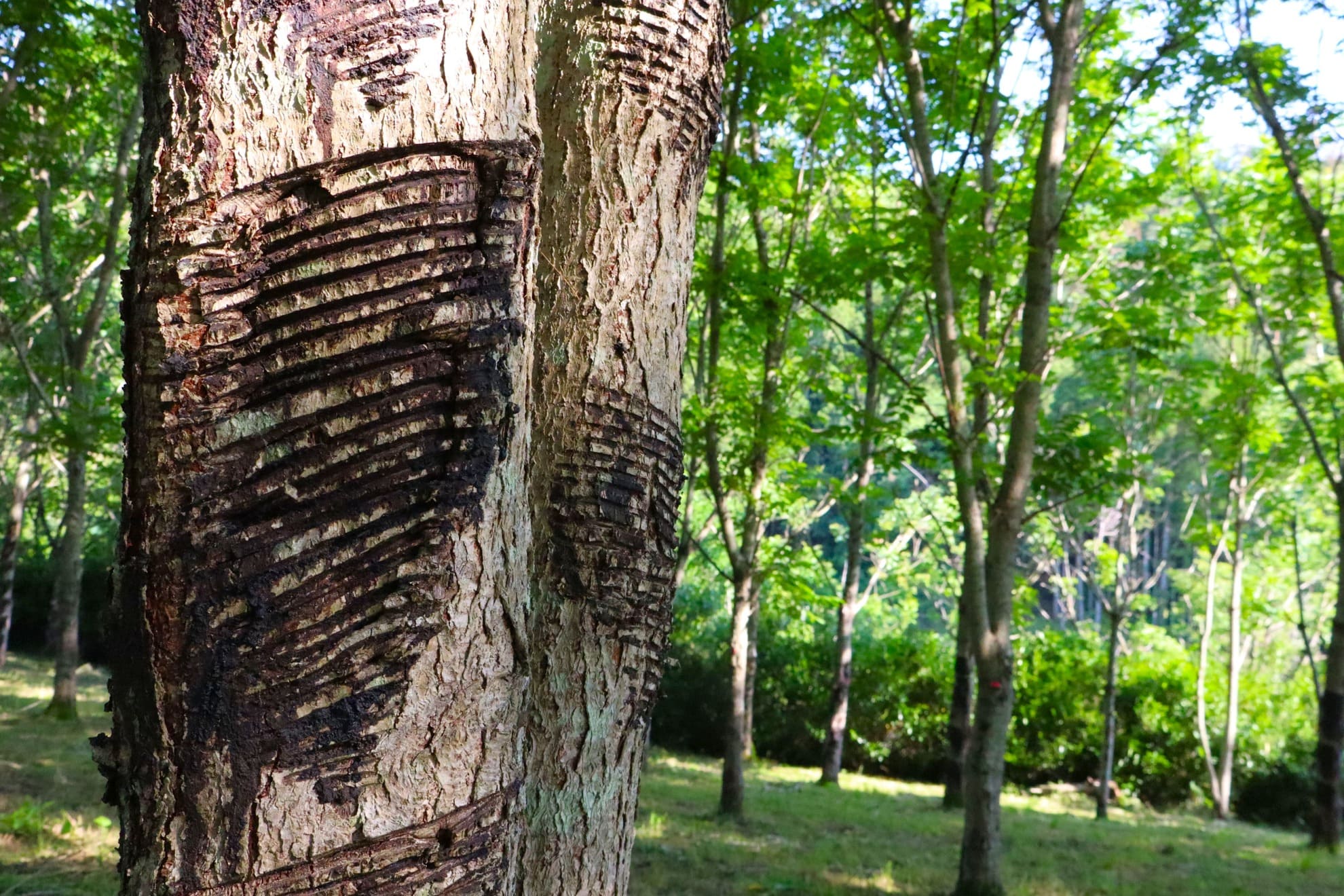掻き傷のある漆の木の画像